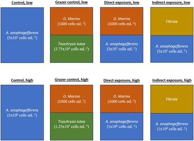 Transcription of biochemical defenses by the harmful brown tide pelagophyte, Aureococcus anophagefferens, in response to the protozoan grazer, Oxyrrhis marina